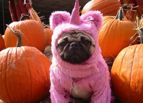 Obrázek Unipug