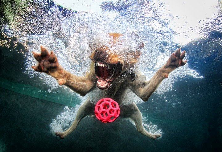 Obrázek Unterwasser-hund