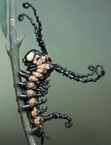 Obrázek Venom Caterpillar 01-02-2012