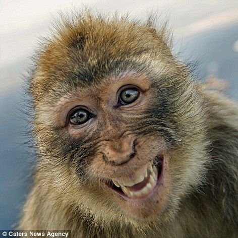 Obrázek Vesela opicka
