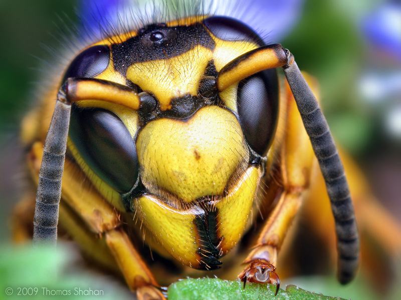 Obrázek Vespula squamosa