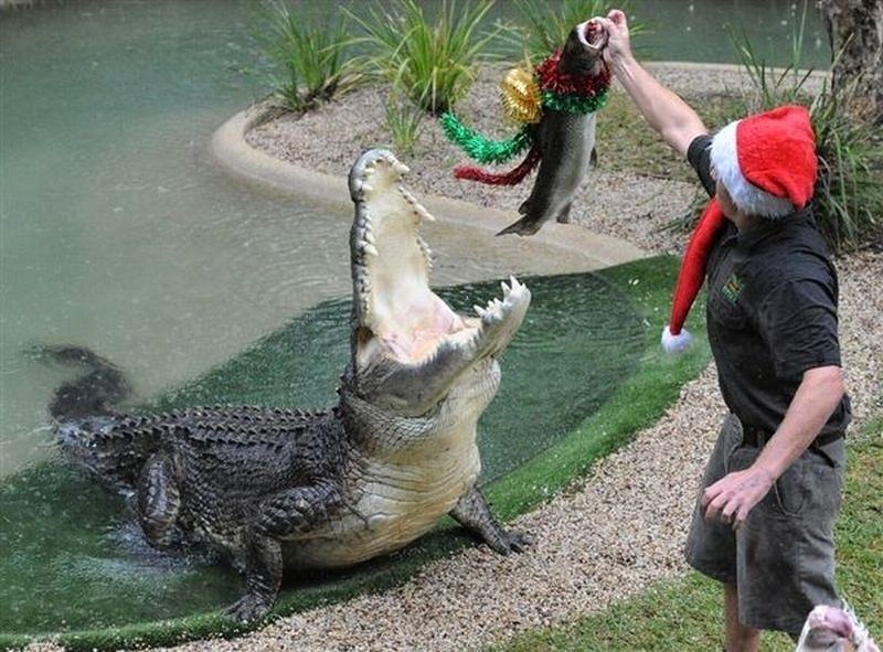 Obrázek Vianoce - krokodil 25-12-2011