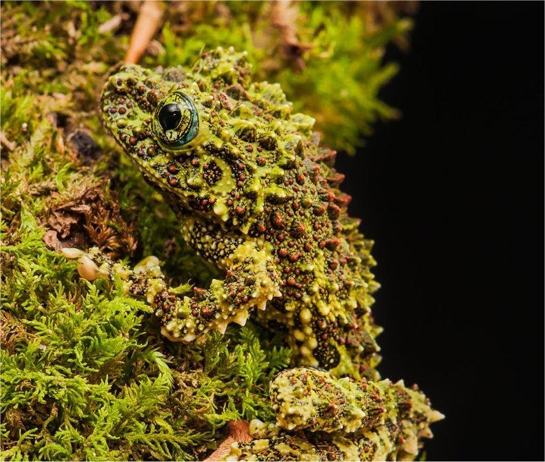 Obrázek Vietnamese Mossy Frog
