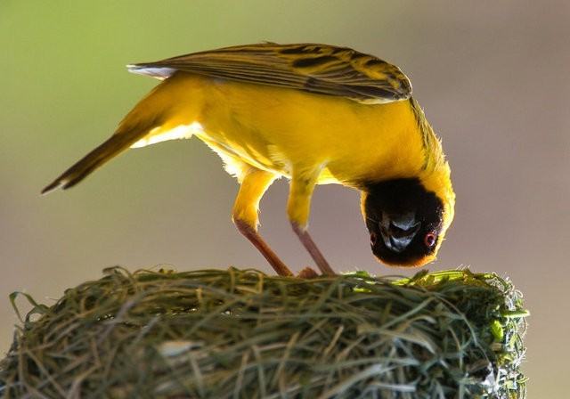 Obrázek WTFbird