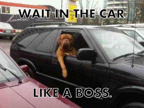 Obrázek Wait In The Car Like A Boss
