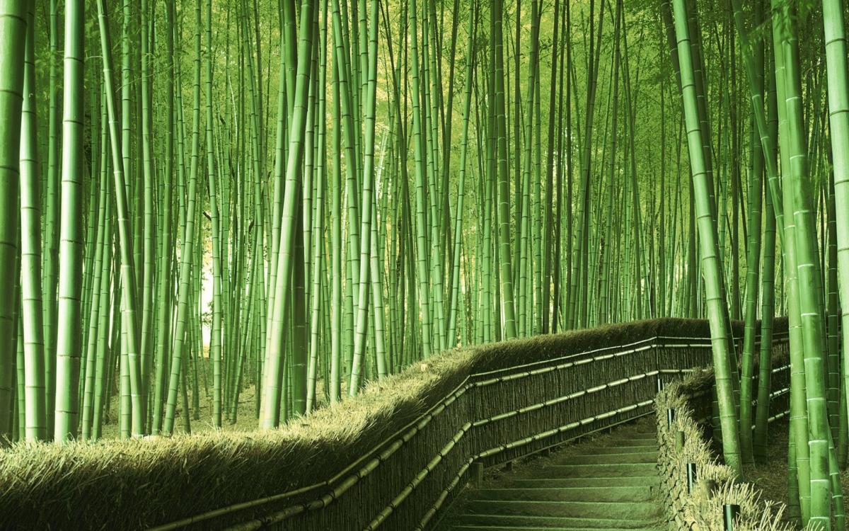 Obrázek Walking path in a Bamboo Forest in Kyoto Japan
