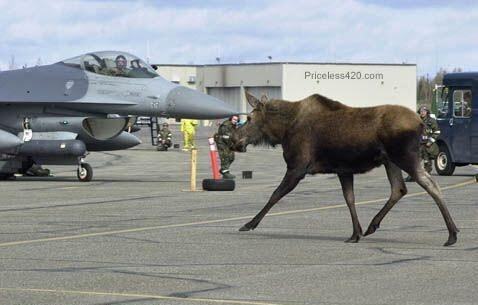 Obrázek Warning Moose on the Runway