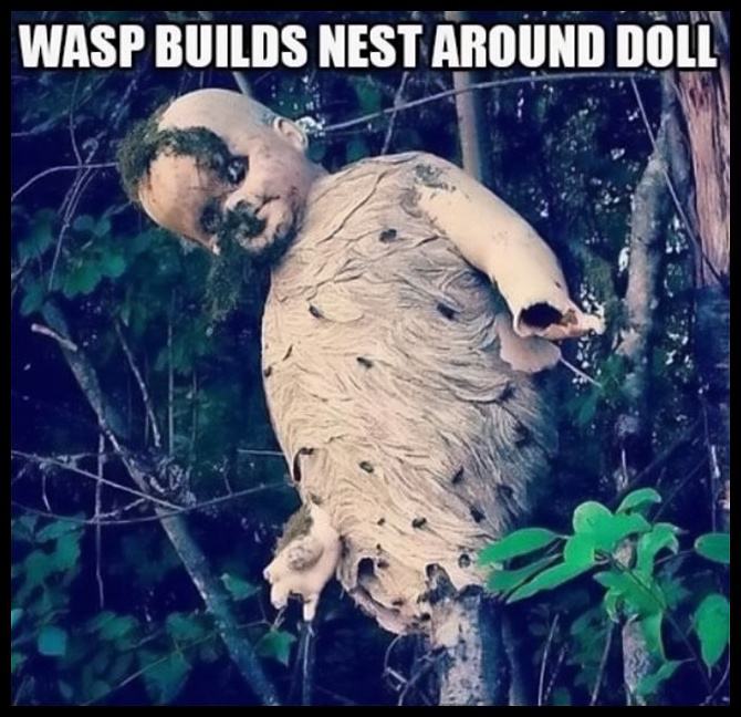 Obrázek Wasps&nbsp;NEST