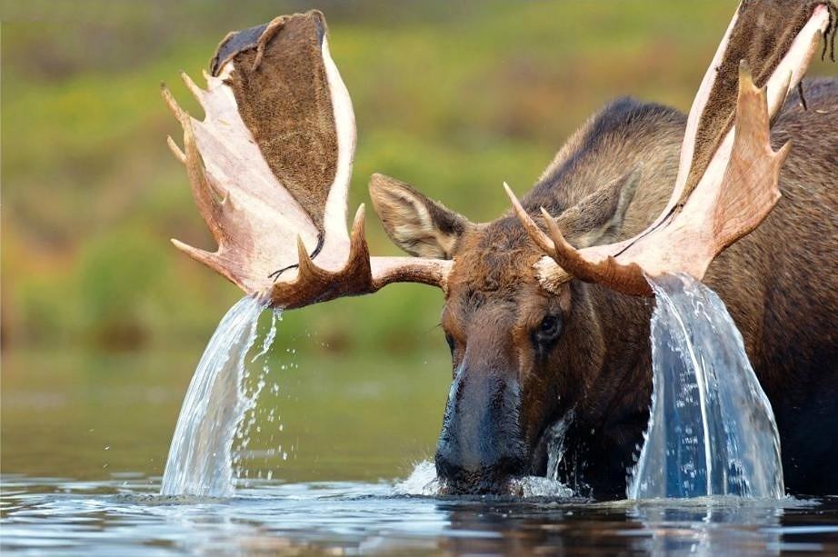 Obrázek Water cascading off a bull mooses antlers - 17-05-2012