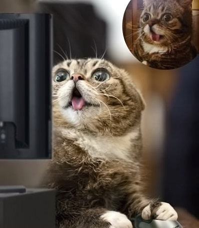 Obrázek Webcatting-cat