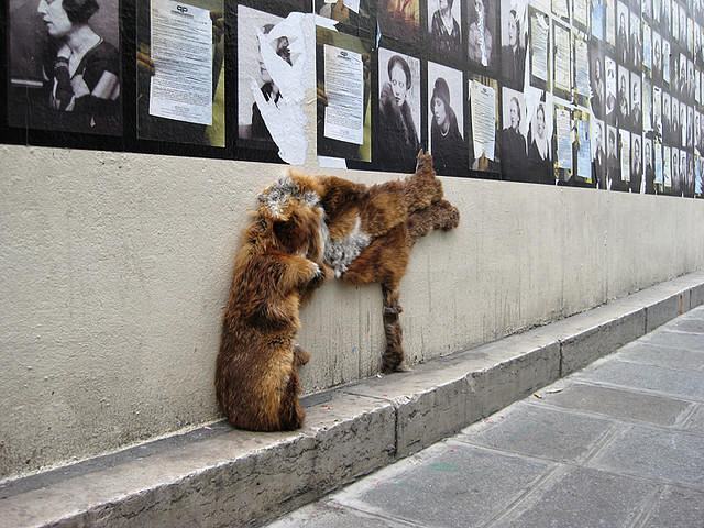 Obrázek Weird Anti Animal Fur Guerilla Art4