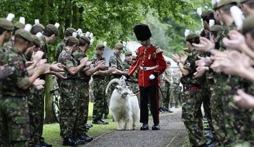 Obrázek Welcome home Your Majesty