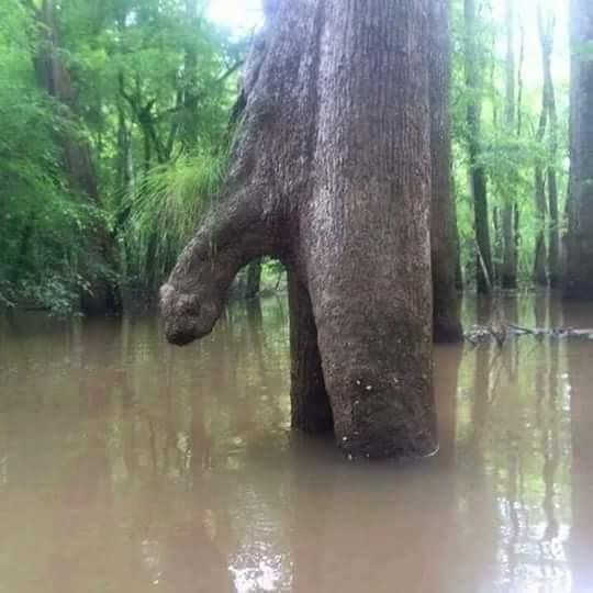 Obrázek Well theres some morning wood
