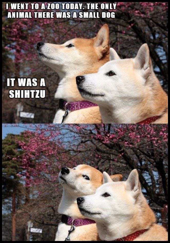 Obrázek Went To The Zoo Today