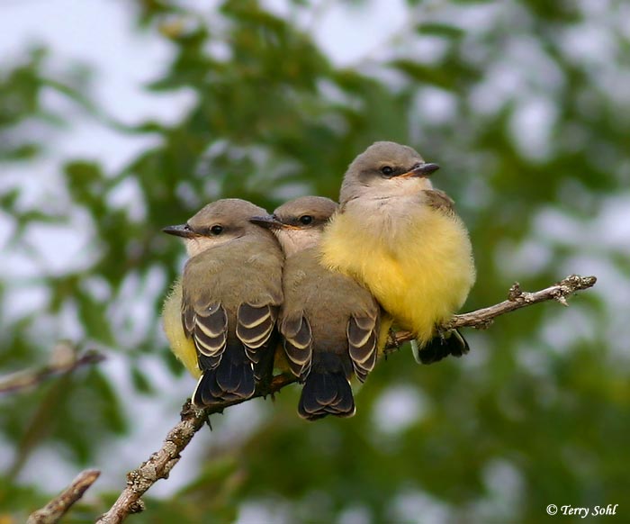 Obrázek Western Kingbird Babies