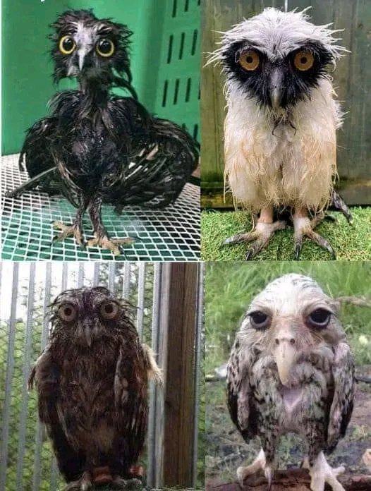 Obrázek Wet owls