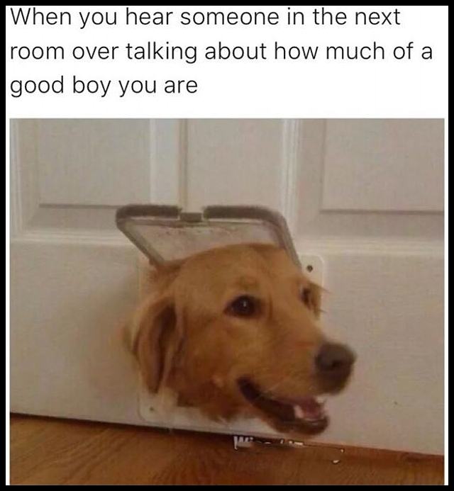 Obrázek What A Good Boy You Are   