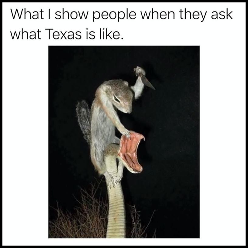 Obrázek What Is Texas Iike