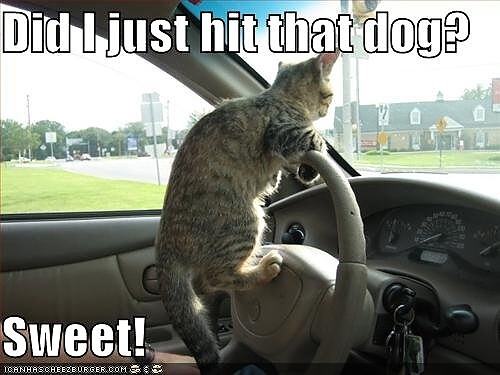 Obrázek What a pussy driver