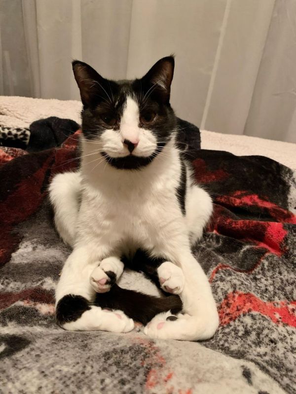 Obrázek What is wrong with your cat