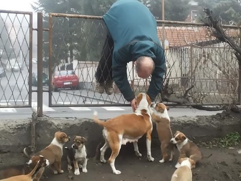 Obrázek When I see dogs