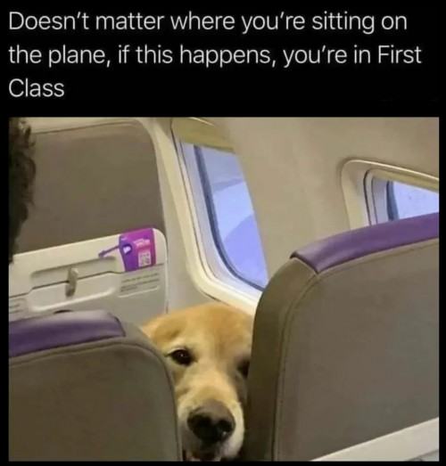 Obrázek When dogs fly