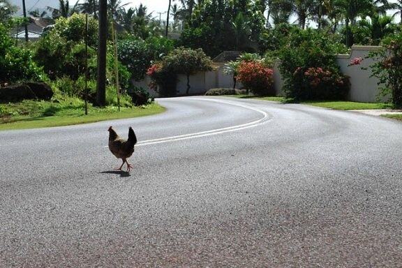 Obrázek Why Did The Chicken Cross The Road