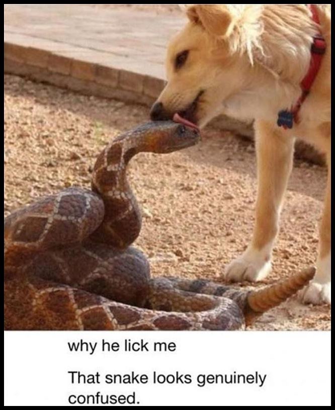 Obrázek Why He Lick Me
