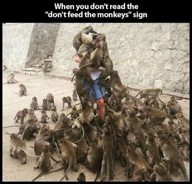 Obrázek Why You Dont Feed The Monkeys