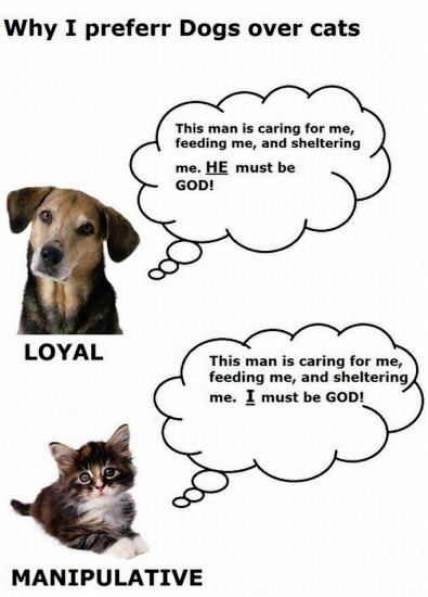 Obrázek Why i preferr dogs over cats