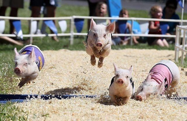 Obrázek Win pigs