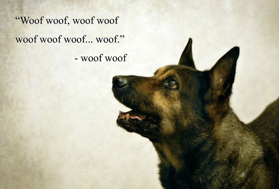 Obrázek Wise words from my dog 02-01-2012