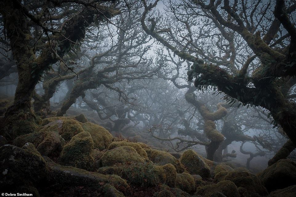 Obrázek Wistmans Wood in Dartmoor