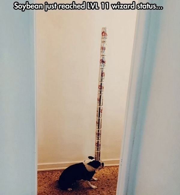 Obrázek Wizard Status