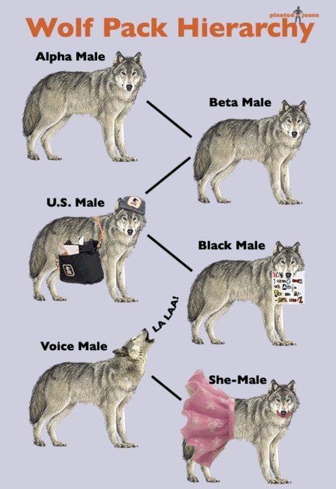 Obrázek Wolf Pack Hierarchy i