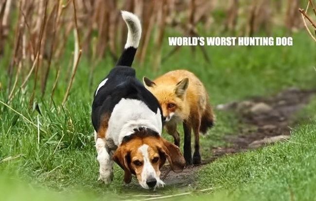 Obrázek Worlds Worst Hunting Dog