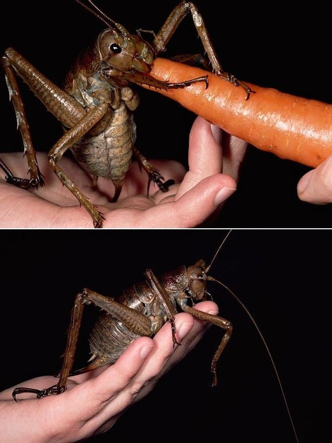 Obrázek Worlds biggest ever insect found called the Weta Bug