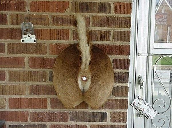 Obrázek Would You Press The Doorbell - 28-05-2012