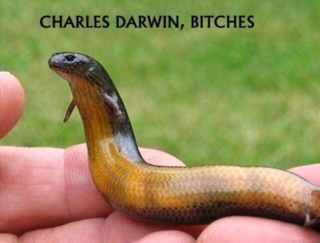 Obrázek X- Charles Darwin 