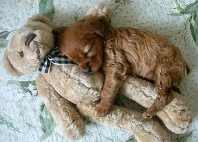 Obrázek X- Dog sleep