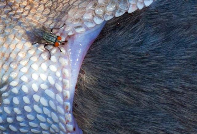 Obrázek X- Fly biting a snake eating a rat