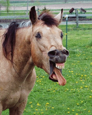 Obrázek X- Funny Horse