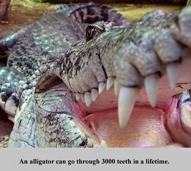 Obrázek X- Interesting Fact - Alligator