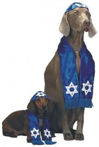 Obrázek X- Israel dogs