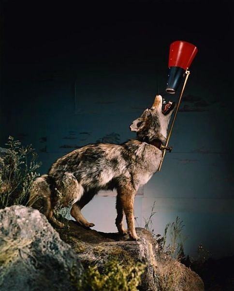 Obrázek X- Modern Wolf