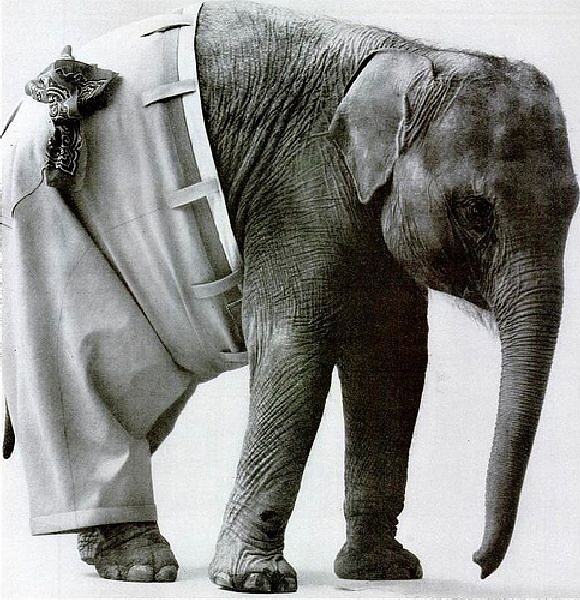 Obrázek X- Moderny slon