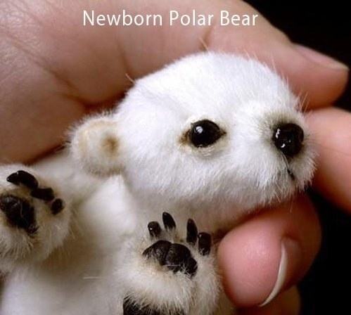 Obrázek X- Newborn Polar bear