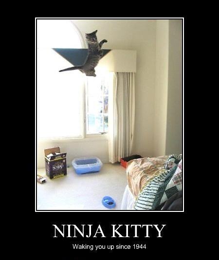 Obrázek X- Ninja Kitty