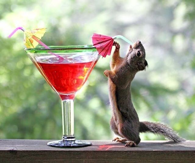 Obrázek X- Squirrel cocktail drink 