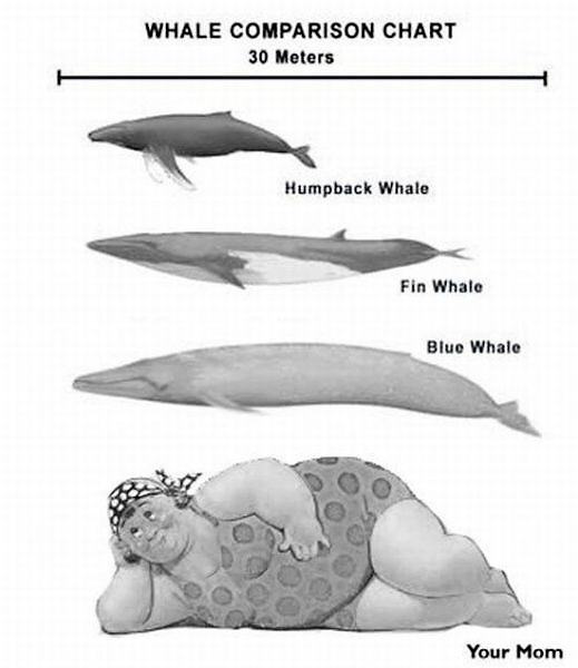 Obrázek X- X Whale comparison chart